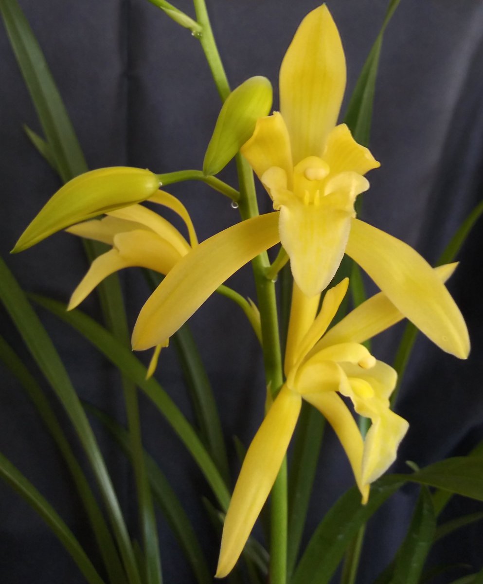 PetrovichBilly's tweet photo. and there's an update on #MyFirstCymbidium #orchidcommunitychatter https://t.co/h7RaVmAmVP