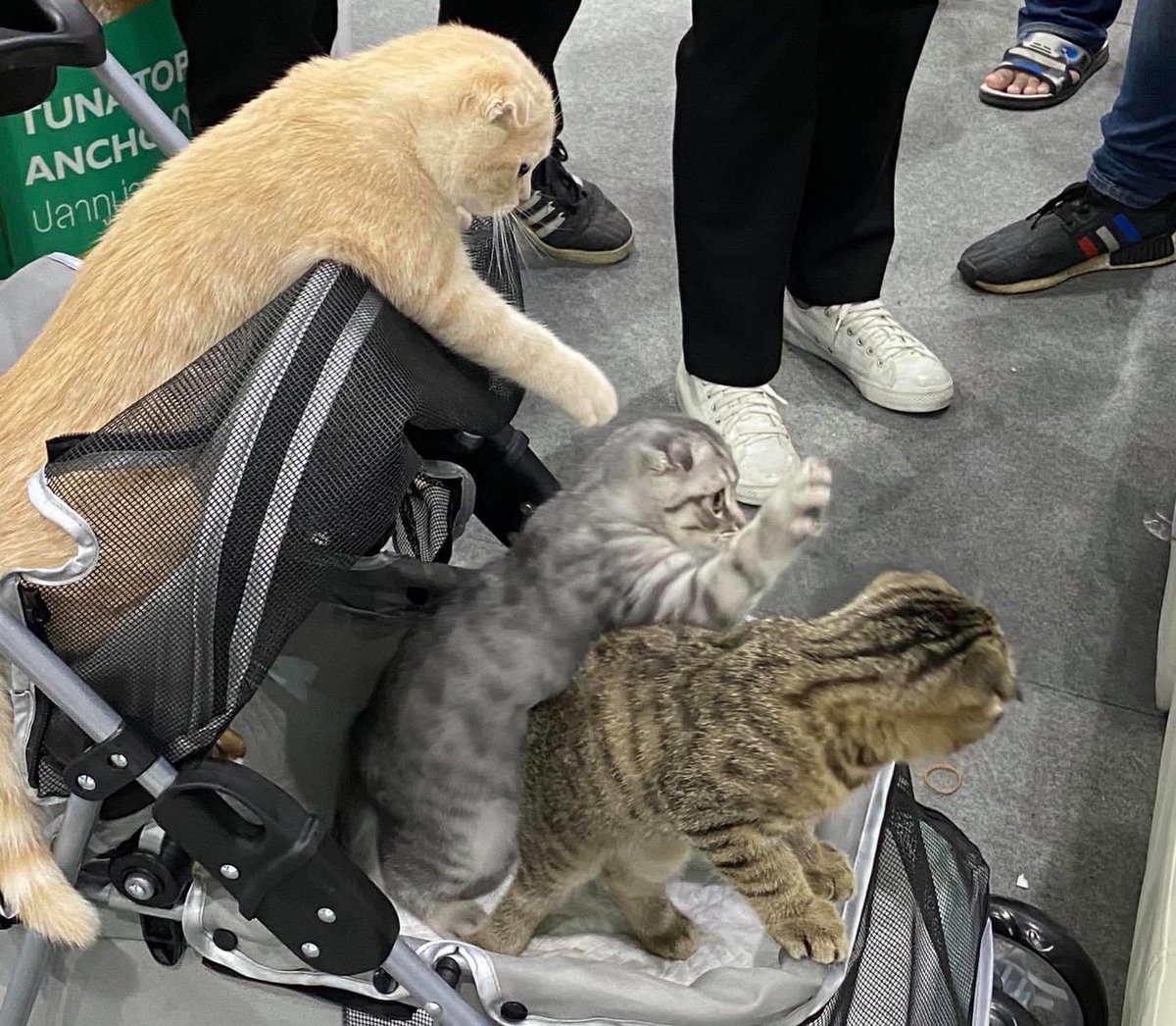 หยุมแบบอินเซปชั่นน