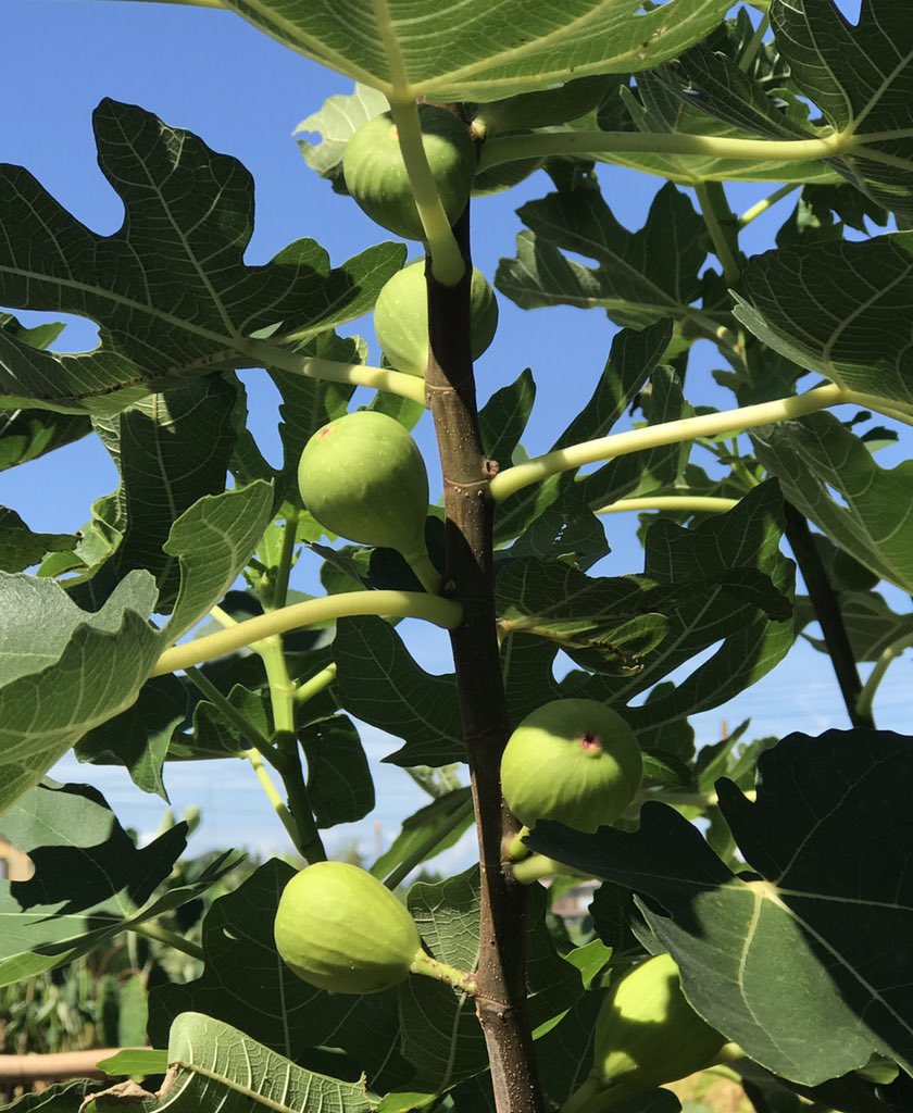 イチジクコバチ Twitter Search Twitter