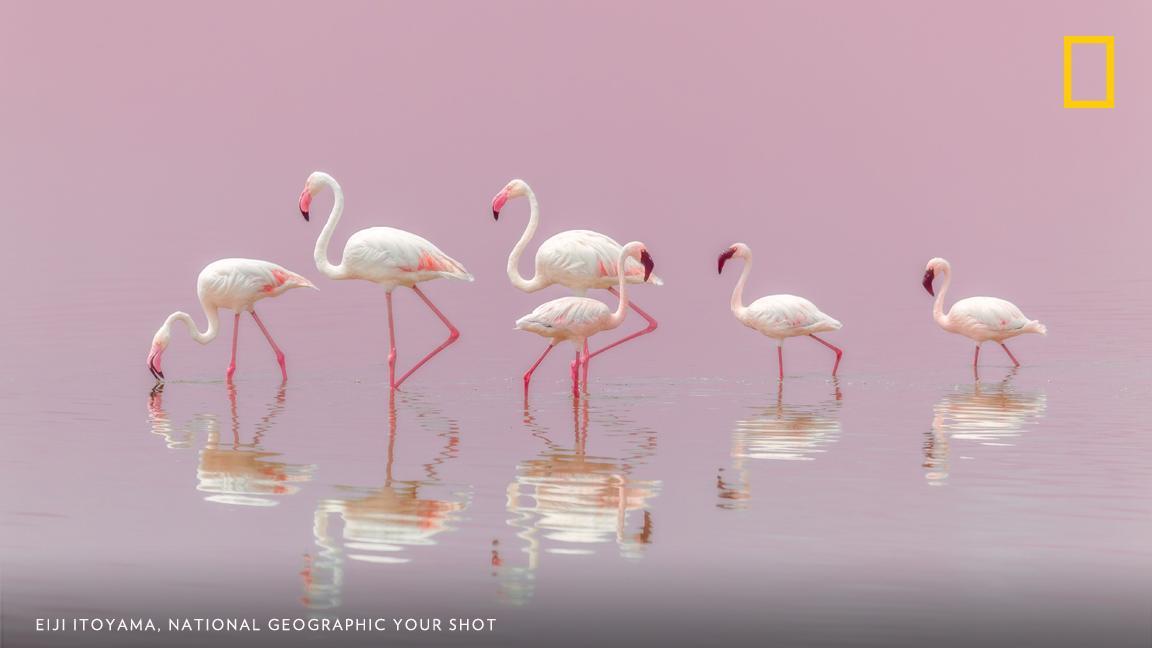 National Geographic tweet media