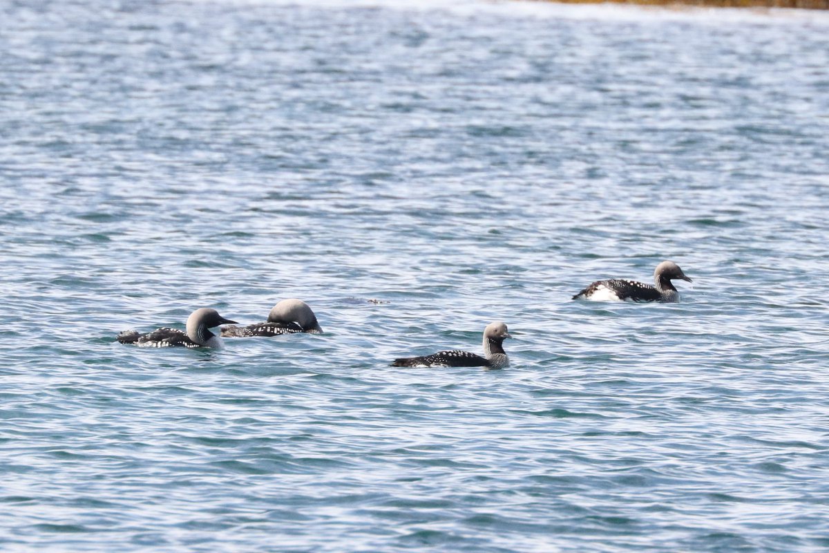 sniederb's tweet photo. The experienced parent can tell this is a family of black-throated divers, from the fact that when taking a family picture, mom is looking nicely towards the camera, dad is telling junior to pay attention, and the daughter is wandering off already.

#blackthroateddiver #valasay https://t.co/7cDb51Sr2H