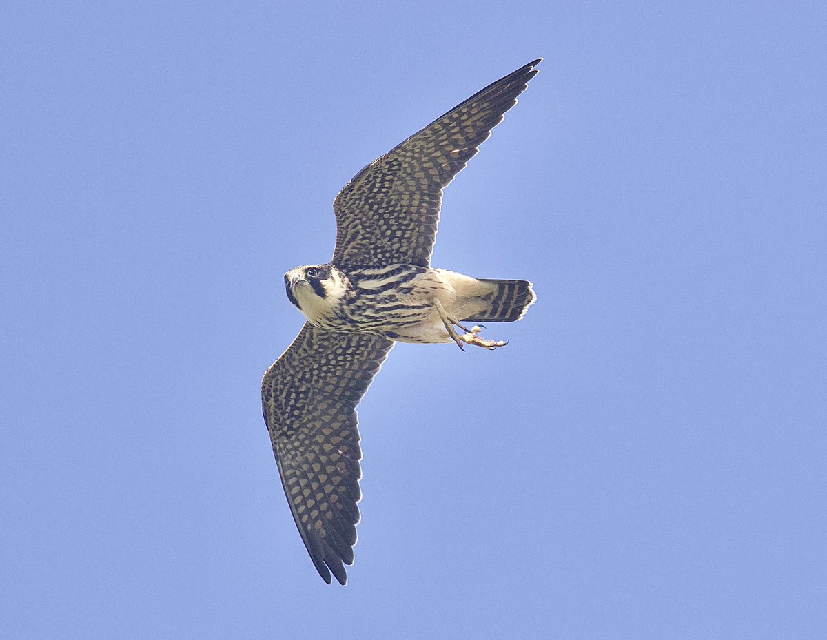 Bill Aspin 🇺🇦 tweet media