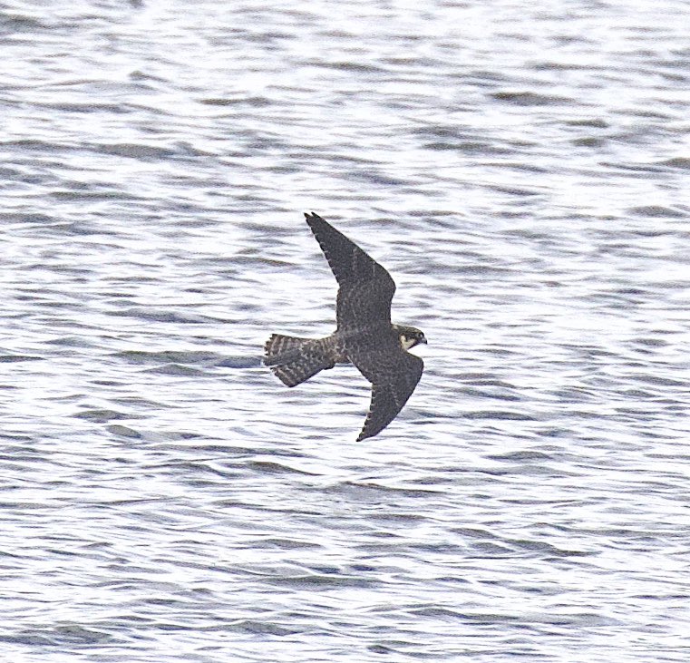 Bill Aspin 🇺🇦 tweet media