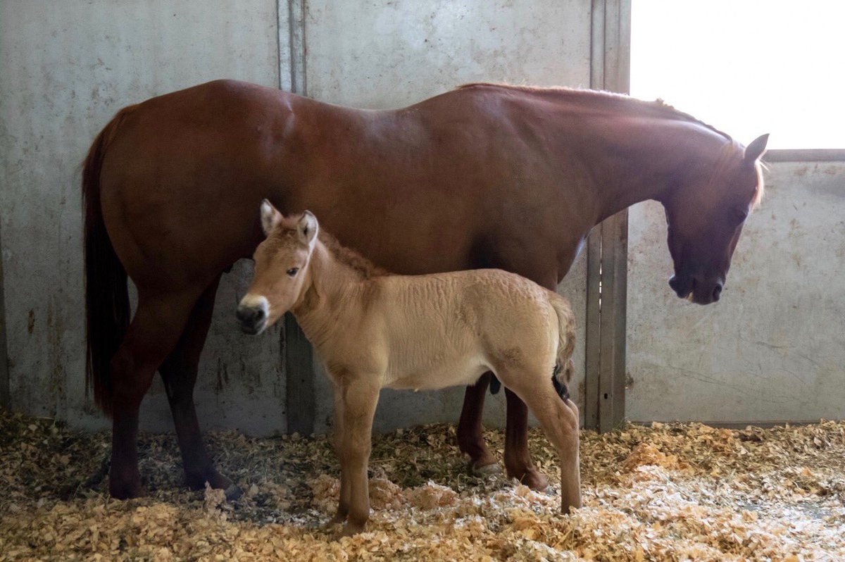 Check out this little guy! Kurt is a one month old purebred Przewalski’s horse, born to an American Quarter-horse mom on a farm in Texas. How is this possible? Kurt was cloned from cells preserved 40 years ago. This is a big moment for #geneticRescue  reviverestore.org/projects/przew…