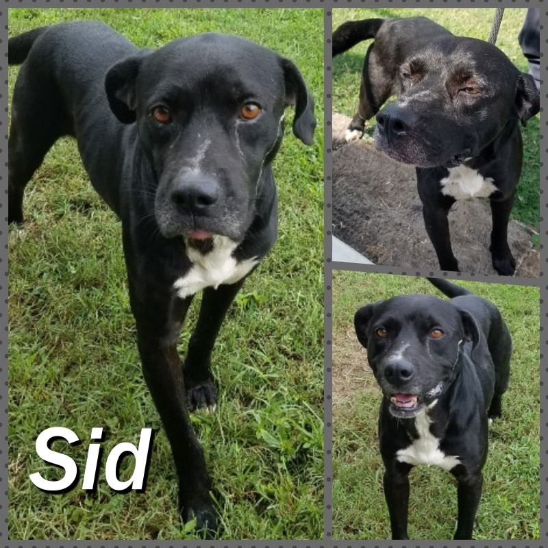 PawsHeartsHands's tweet photo. Meet Sid!  Sid is available for adoption at #MetterAnimalShelter.  He is appx 5 yrs old and is very loveable.  He is working on his basic commands.  Sid is sponsored by #PawsHeartsHandsCC for $150 to go toward his neuter procedure.  #AdoptDontShop https://t.co/0bSC0YF0WW