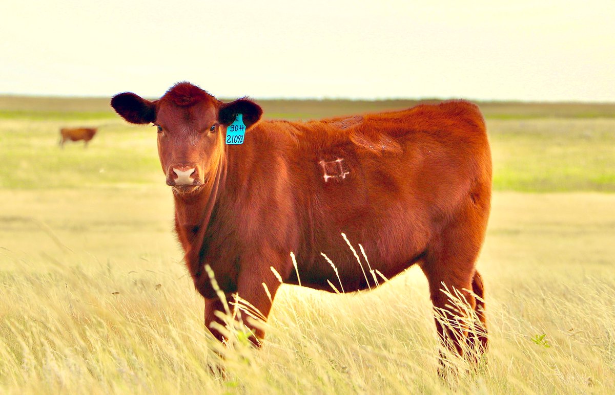 TKRanch's tweet photo. Red angus heifer calf born mid May doing well on her mom’s milk and native prairie grass. 

#redangus #tkranch https://t.co/uiv5uKqMYQ