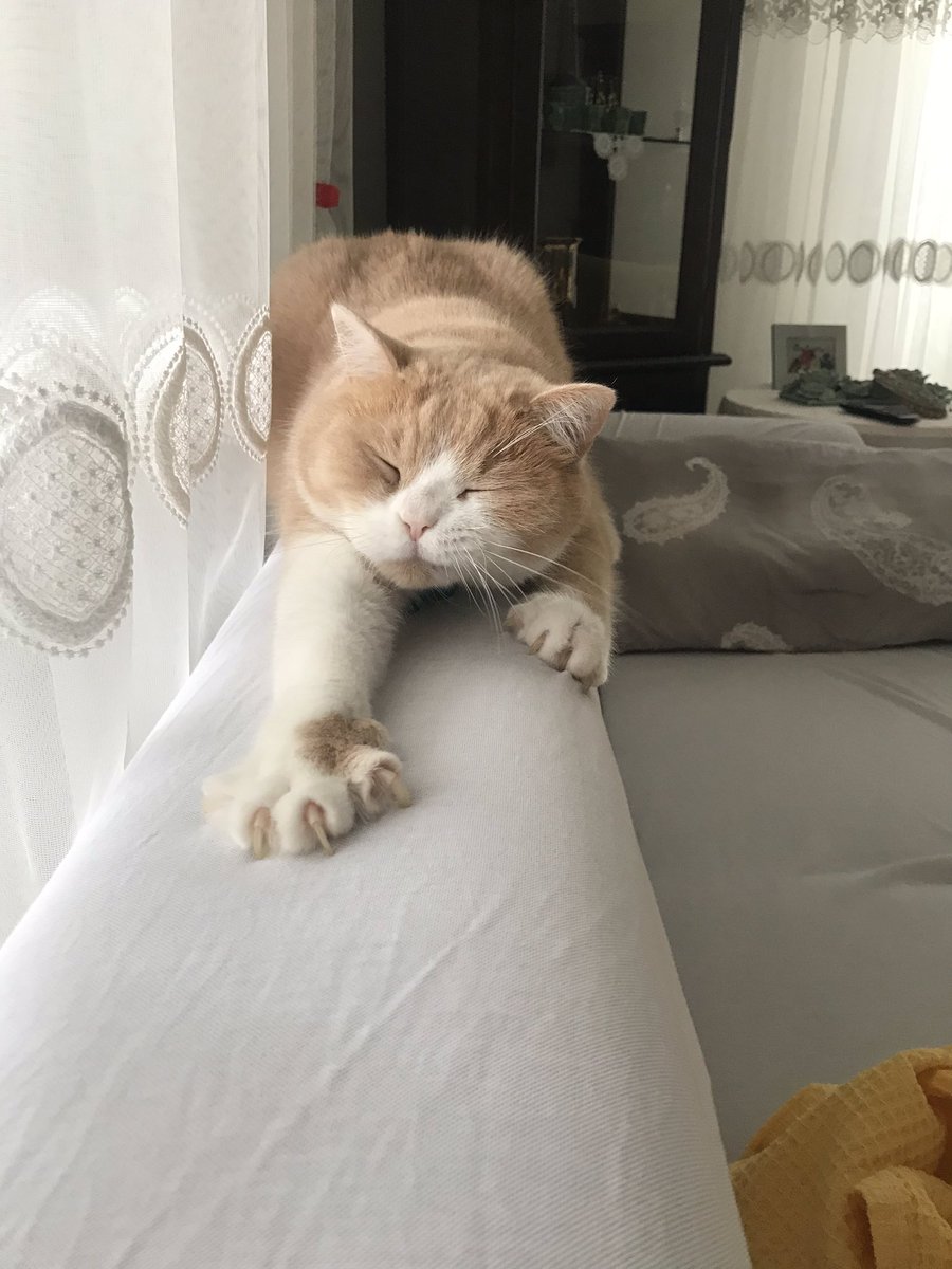 Semosh61's tweet photo. O uykucu suratını yedim bitirdim
🐈💗
#Balbey https://t.co/NJWdHUxXNs