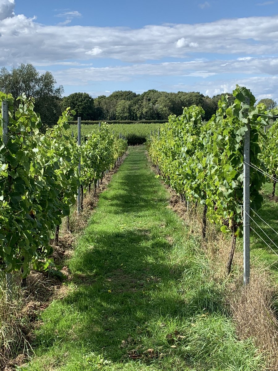 SharonKitcatt1's tweet photo. Pretending it is still #NursesActive with a #TrailsandVines running weekend in Kent. GPS failed but I ran 20,000 of these steps today. A fabulous weekend, thank you Abby & Chris ๐ฅ๐ท#RunWineSleepRepeat https://t.co/RF69p6Xz1z @oxneyestate @gusbourne #loverunning https://t.co/f5hLgwE3WH