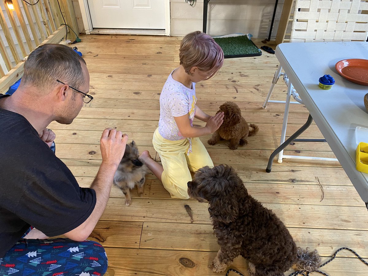 HastySpedTeach's tweet photo. What are you doing this weekend? Our is all things puppy! 🐶 We have 2 puppies and are working on training them. Knowing their names, sitting, and socializing are the top skills we’re focusing on. #dogsoftwitter #LaborDayWeekend #learningcontinues #traininghumans https://t.co/UE78VF9GVM