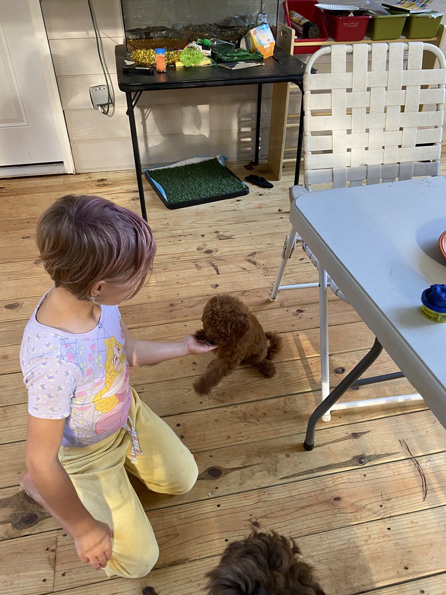 HastySpedTeach's tweet photo. What are you doing this weekend? Our is all things puppy! 🐶 We have 2 puppies and are working on training them. Knowing their names, sitting, and socializing are the top skills we’re focusing on. #dogsoftwitter #LaborDayWeekend #learningcontinues #traininghumans https://t.co/UE78VF9GVM