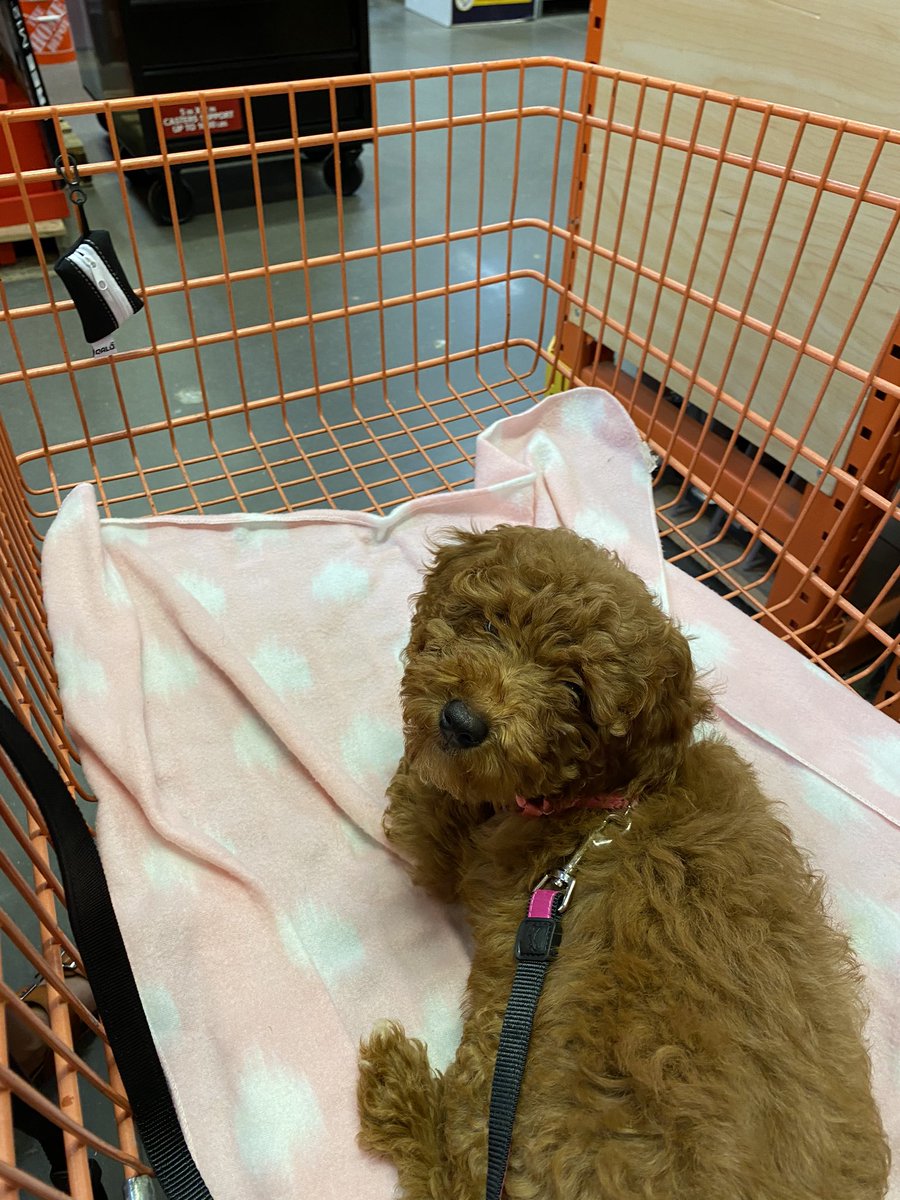 HastySpedTeach's tweet photo. What are you doing this weekend? Our is all things puppy! 🐶 We have 2 puppies and are working on training them. Knowing their names, sitting, and socializing are the top skills we’re focusing on. #dogsoftwitter #LaborDayWeekend #learningcontinues #traininghumans https://t.co/UE78VF9GVM