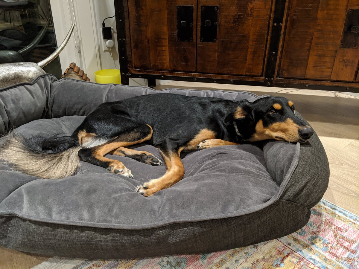 I am excited to formally announce the newest member of the Biggs family: Jasper the silly Saluki! He recently arrived from Qatar and seems to be enjoying the Canadian life 😀🐾 #longleggedlummox