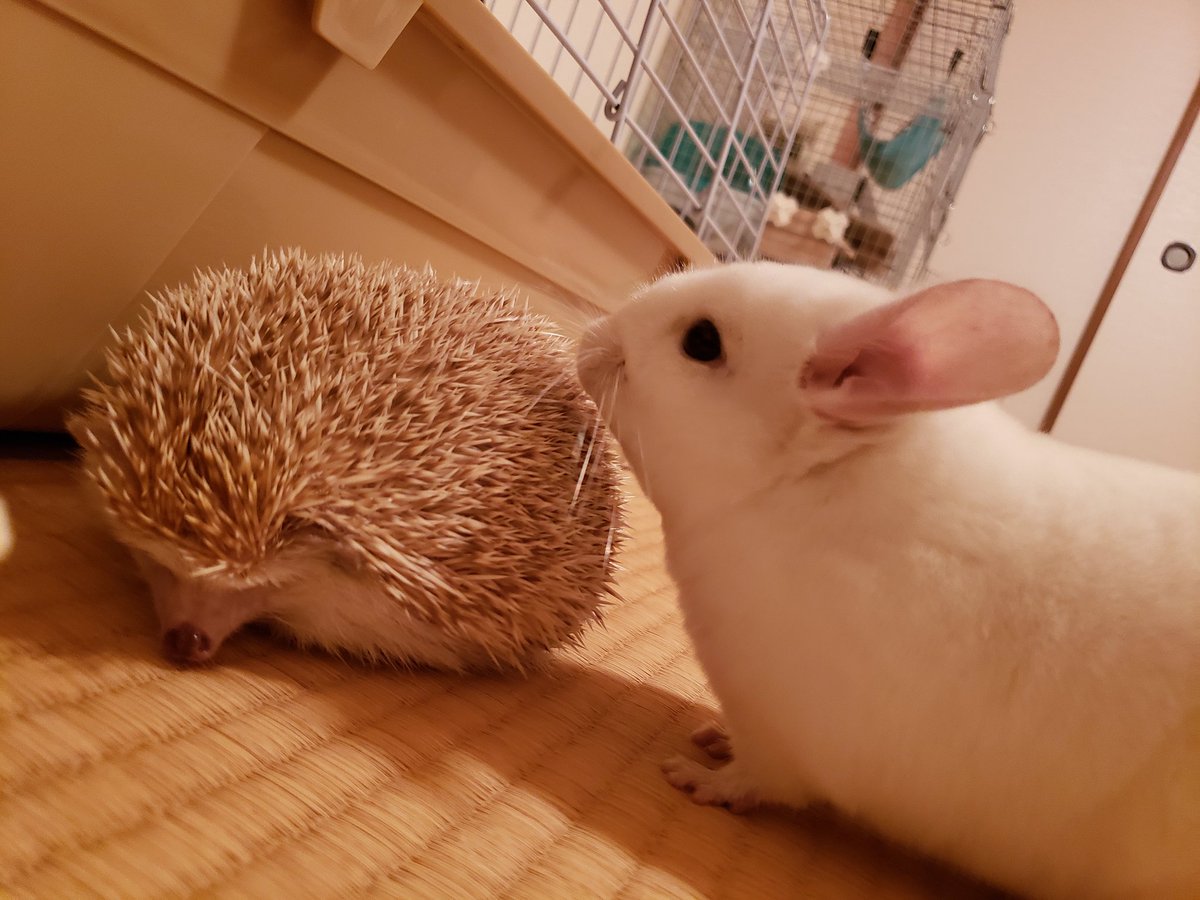 パンナ♀&トルテ♀ tweet media