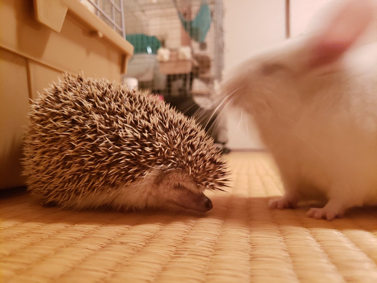 パンナ♀&トルテ♀ tweet media