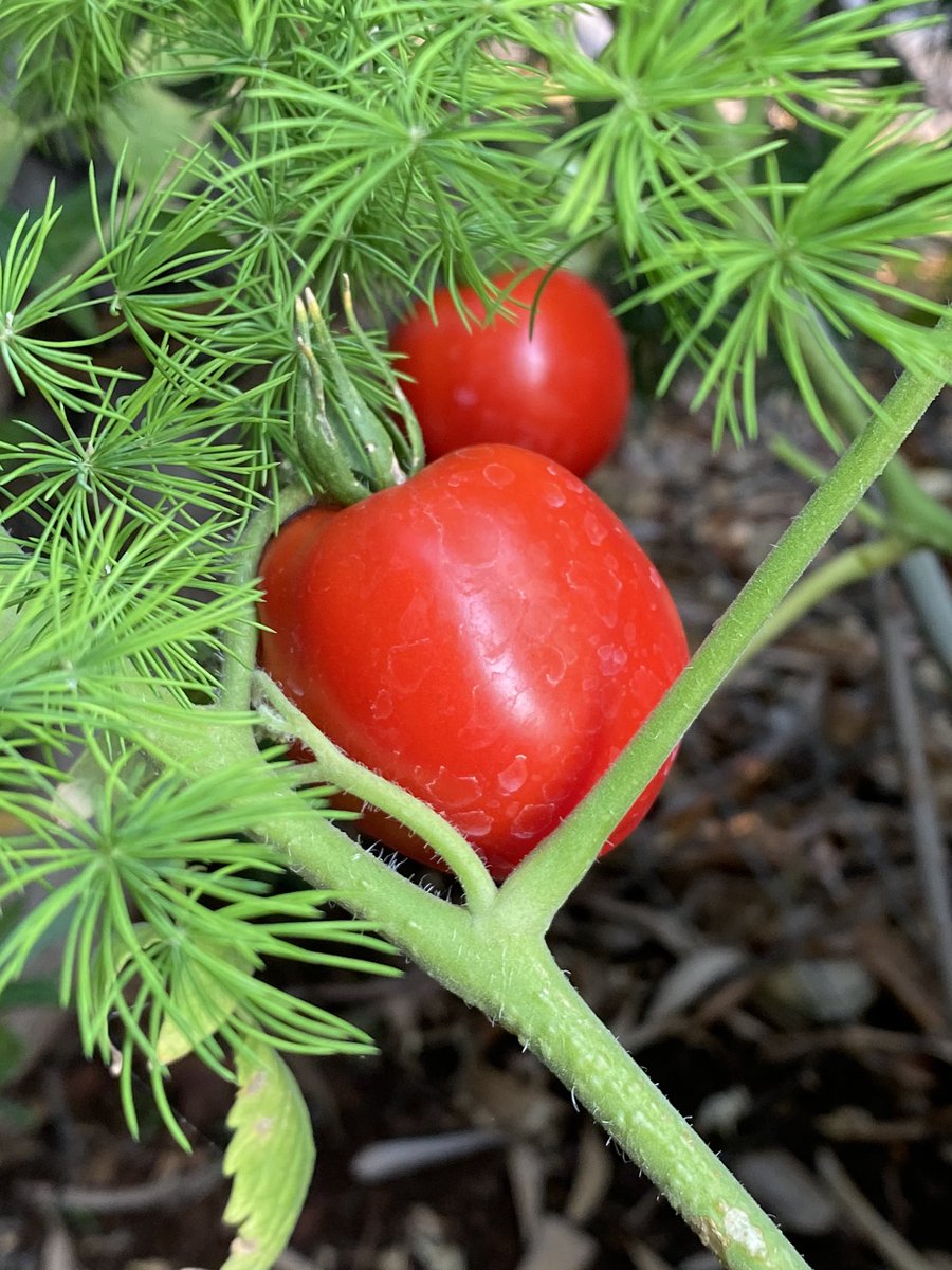 liammayclem's tweet photo. #foodiechap 🍅
TOMATO PARTY
Like a proud (green thumbed) papa I am thrilled to announce that our first crop of tomatoes are almost ripe for picking. It’s the small things. #quarantinegardening #whatthegardengrows #greenthumb #tomatoes #liamandrick #laketime https://t.co/CwjUSbR4WK