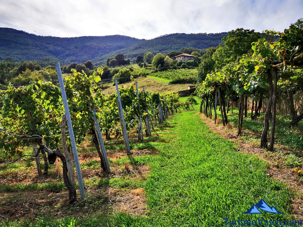 Txakolina #ardoa #vino #wine