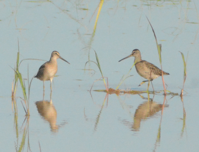 MarkFHulme's tweet photo. A sweltering morning with @AlexFSansom doing a #Caribbean Waterbird Census #CWC in #Trinidad rice fields for #WorldShorebirdsDay, including these Short-Billed Dowitchers @ShorebirdsDay @BirdsCaribbean #NiceMask https://t.co/upT642hBem