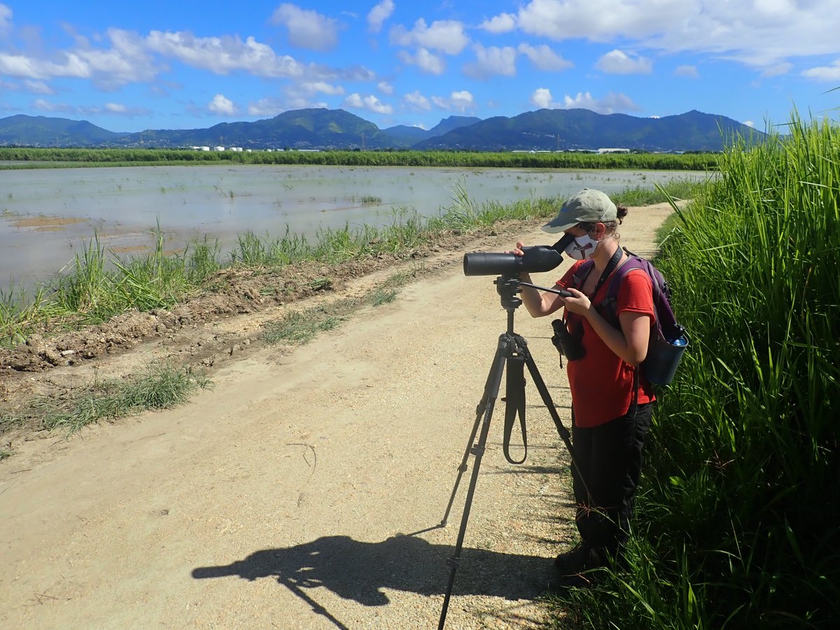 MarkFHulme's tweet photo. A sweltering morning with @AlexFSansom doing a #Caribbean Waterbird Census #CWC in #Trinidad rice fields for #WorldShorebirdsDay, including these Short-Billed Dowitchers @ShorebirdsDay @BirdsCaribbean #NiceMask https://t.co/upT642hBem