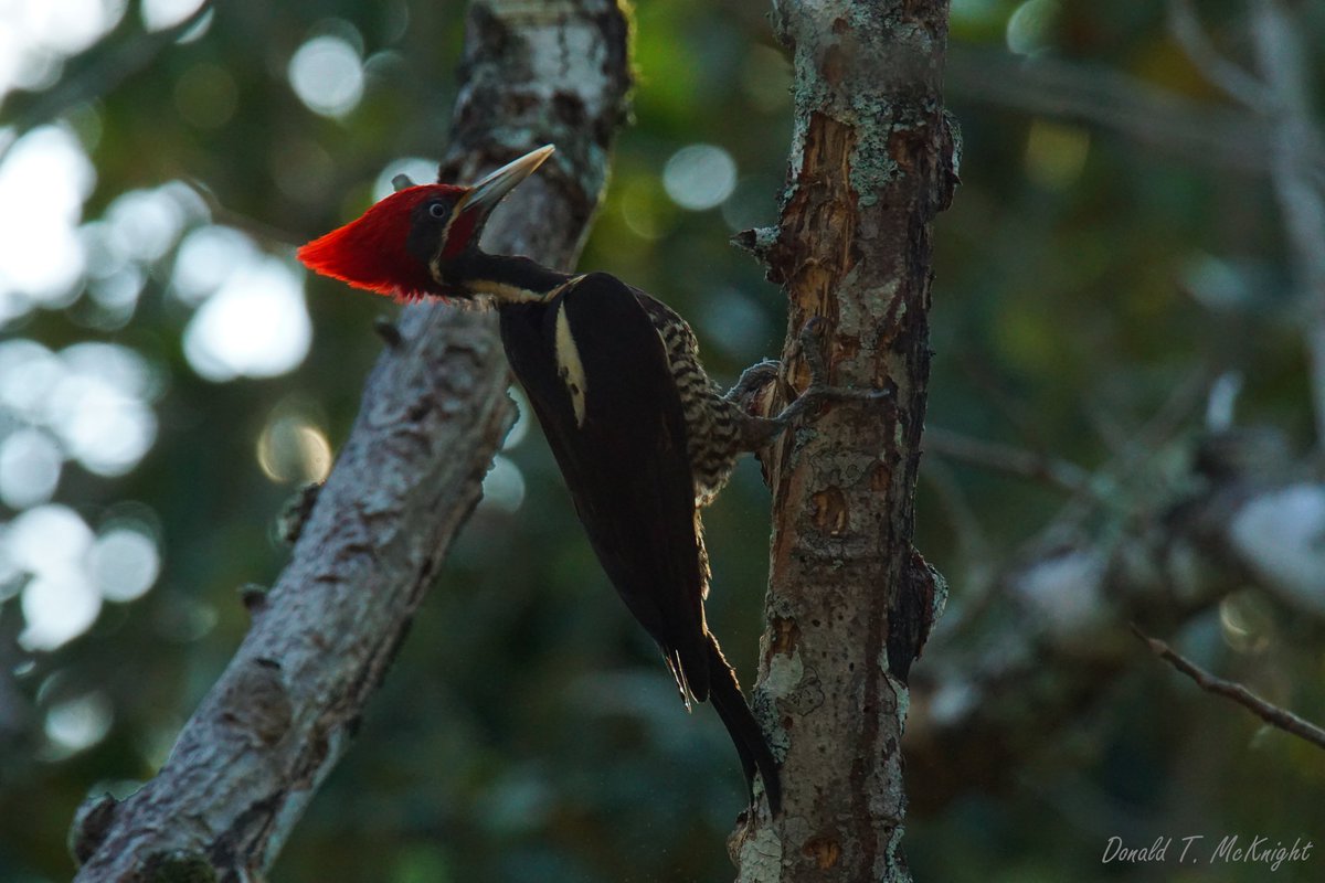 donaldmcknight2's tweet photo. I really love #woodpeckers, especially the large species like this beautiful Lineated Woodpecker who sometimes visits the @Belize_Turtle research station. #Birds #Birding #WildlifePhotography #Belize https://t.co/S490W7ndaK