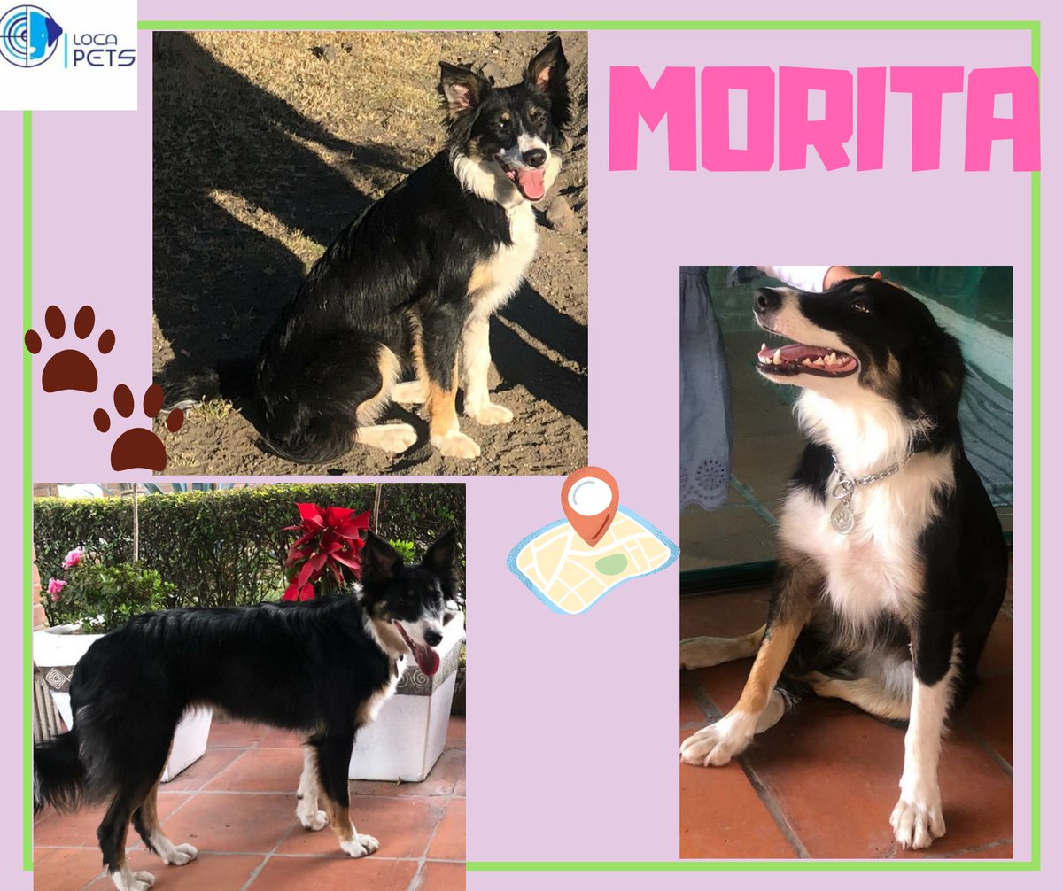locapet's tweet photo. 📣SE BUSCA‼🙏
💰RECOMPENSA 💲5,000💰
05/ JULIO/20
MORITA HEMBRA  1 AÑO BORDER COLLIE #VILLANICOLÁSROMERO   
TRAE PLACA CON SU NOMBRE Y TELÉFONO 
5554325854
#locapets 
#buscandoamorita
#nicolasromero
#perritaperdida https://t.co/MQ5KlBiGA2