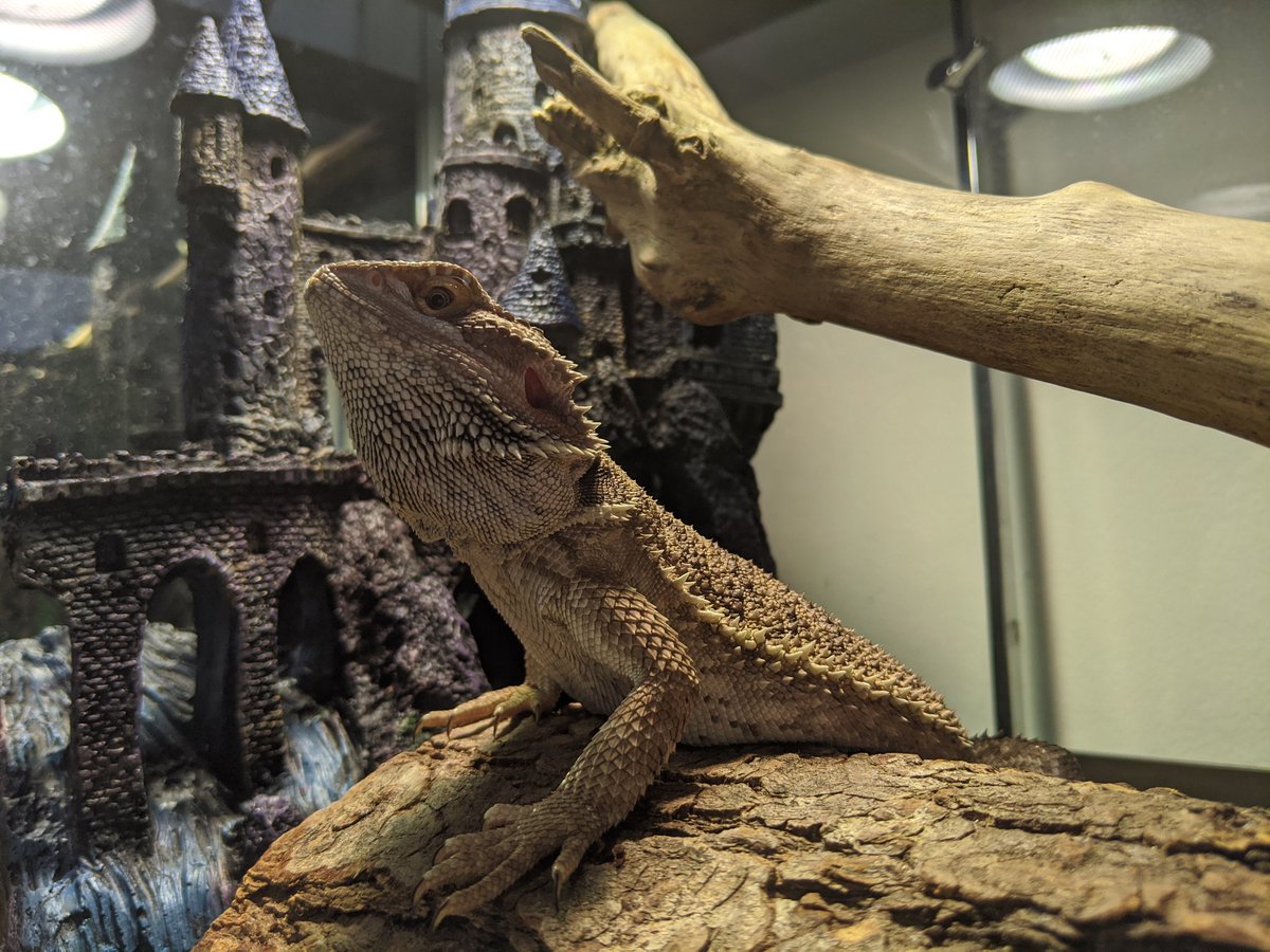 Lars the Lizard (@lars_lizard) / Posts / X