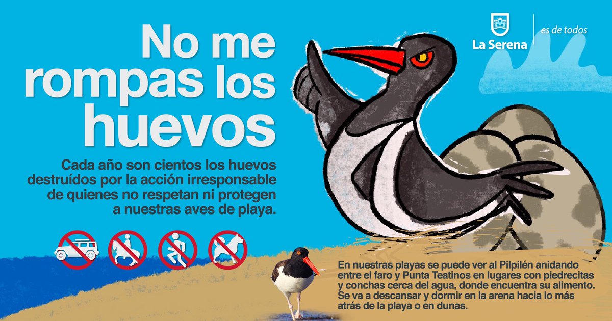 Durante esta temporada, el pilpilén anida en nuestro sector costero #DíaMundialAvesCosteras