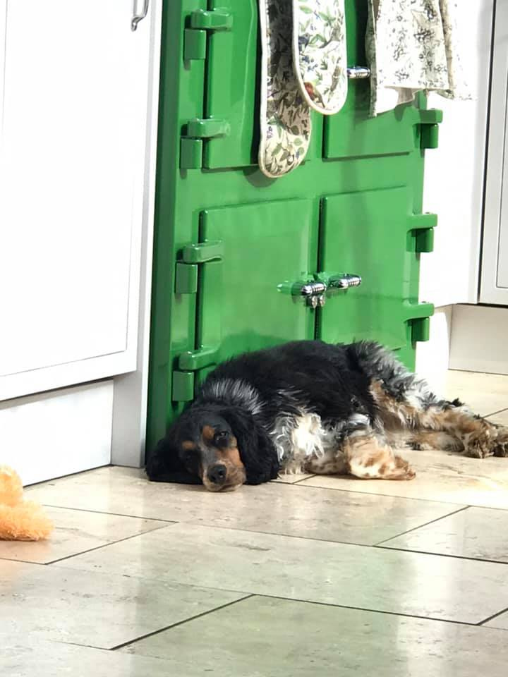 everhotcookers's tweet photo. Looks like Clover is enjoying a morning snooze in front of our Everhot. Thanks for sharing Carol Post – we love your Fern Green Everhot!
#Everhot #heatstoragerangecooker #rangecooker #kitchen #kitchendesign #luxury #design #cookers #kitchenideas #statementkitchens https://t.co/eZwyqr188E