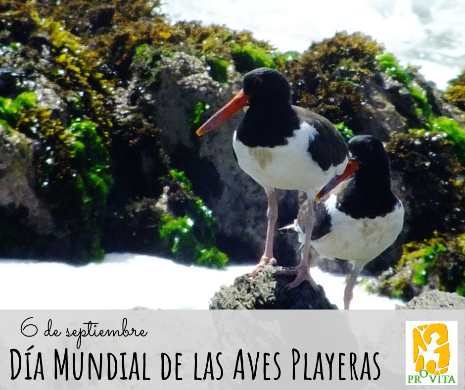 provita_ong's tweet photo. En la imagen de Carmen Helena Isasi está un caracolero (Haematopus palliatus), un ave cuya dieta consiste en ostras, caracoles y mejillones, principalmente, que abre con facilidad gracias a su pico.
#Provita #EfemeridesProvita #avesdevenezuela #birdsofvenezuela https://t.co/U74sKrm1Nx