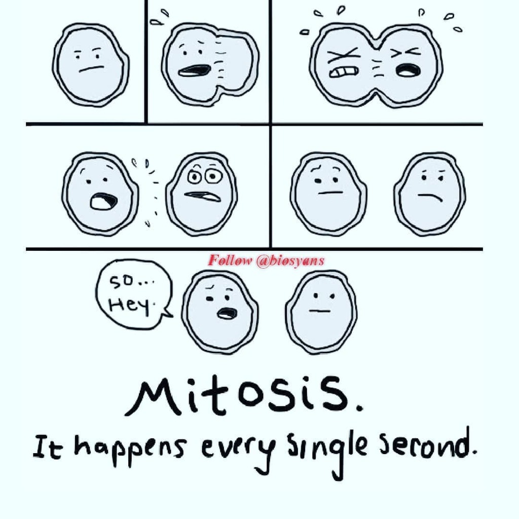 biology jokes mitosis