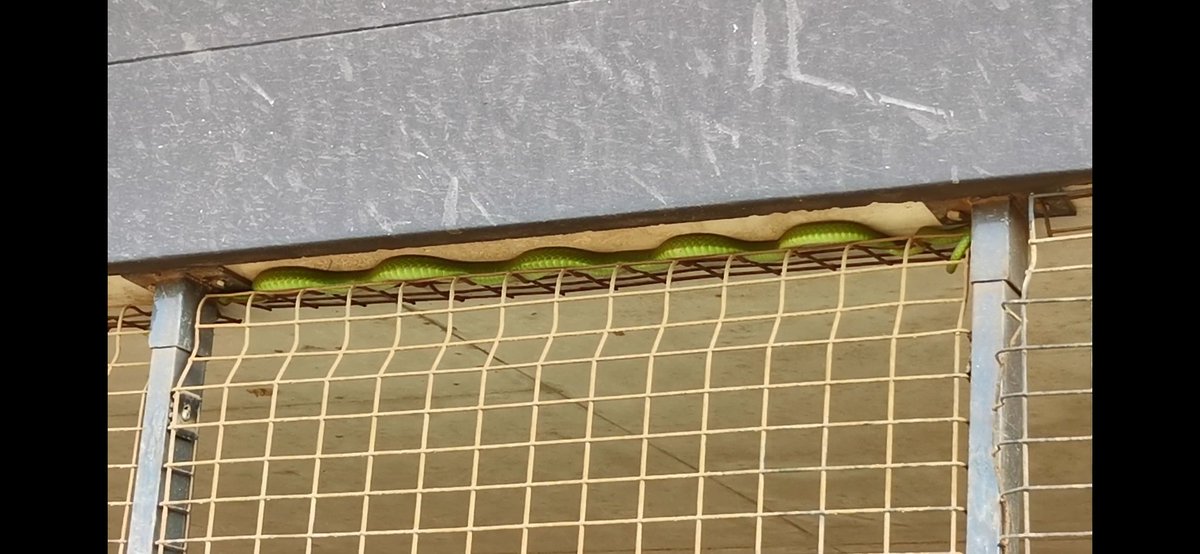 Nick Evans tweet media