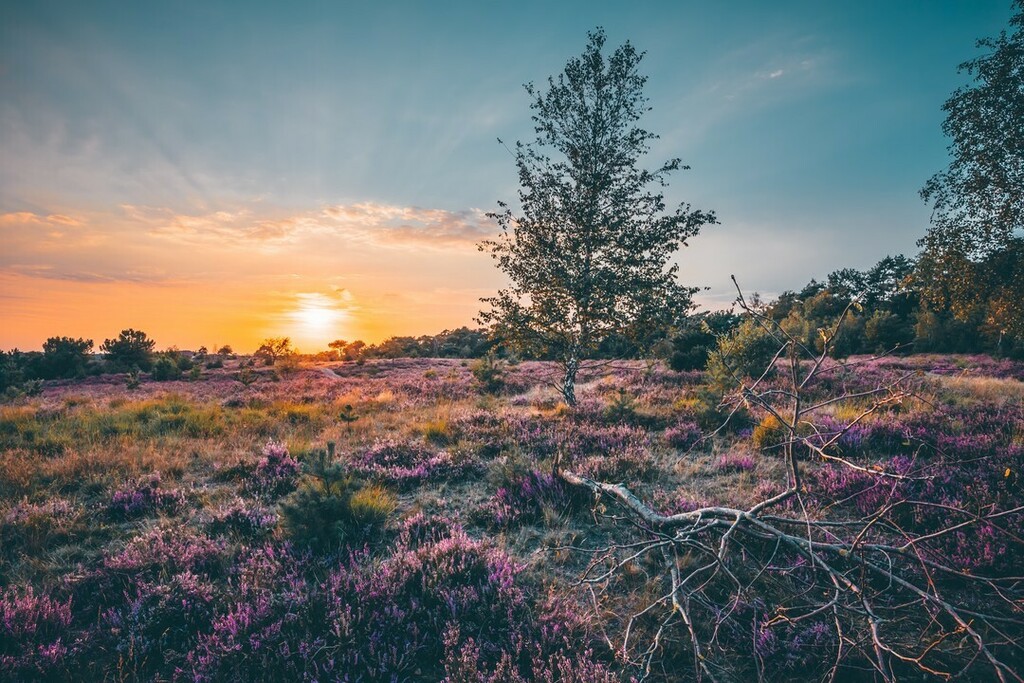 Maurice_Meerten's tweet photo. Heather landscape at sunset.....
.
#naturliebhaber #heidekraut #heidegebied #digifoto #holland_photolovers #youpic #dutch_nature #zoomnl #chipfotomagazine #blumen #heatherfields #digifotopro #super_holland #heelholland_fotografeert #heideblüte #heidsch… https://t.co/wQk8JJzwDk https://t.co/ucZWKYAczg