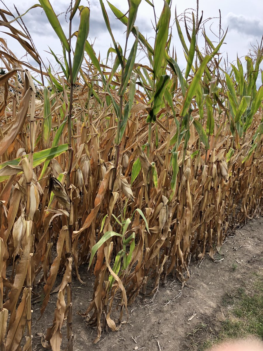 McLean_Scott86's tweet photo. Well this #Corn cob is #BlackLayered #EarlyCorn #OntAg https://t.co/emXAFk1EmD