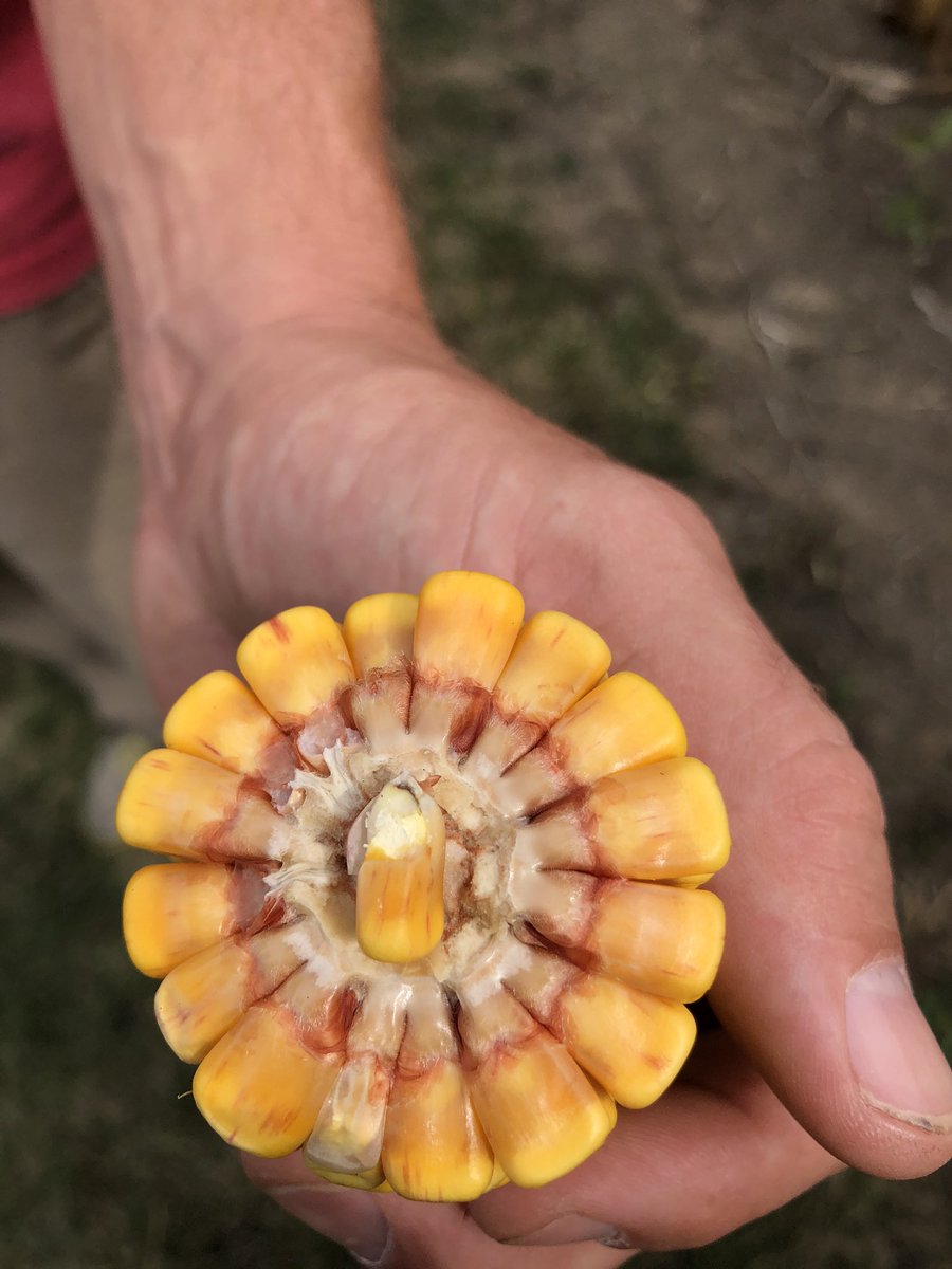 McLean_Scott86's tweet photo. Well this #Corn cob is #BlackLayered #EarlyCorn #OntAg https://t.co/emXAFk1EmD