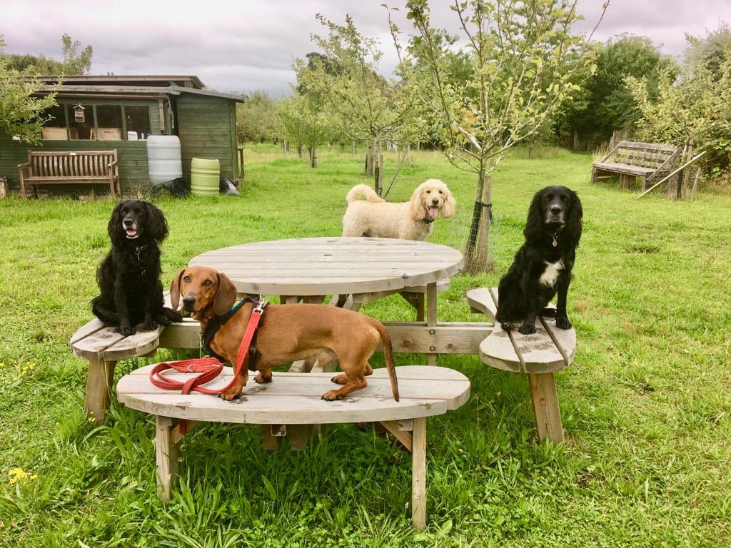 MultidogMaven's tweet photo. @TheoPaphitis We truly are the top dogs! Providing a complete package of training, hikes, holiday care &amp; luxury dog spa. All to help owners &amp; their hounds have the best life possible together. Currently celebrating 13 years &amp; being a part of the  #SBS community would help us reach our dreams. https://t.co/bBAuoHrh4R