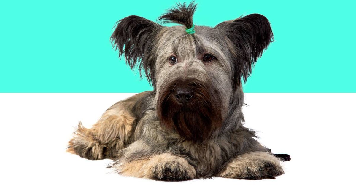 Random but thoughtful read of the weekend about a Doggy DNA database to save rare breeds

buff.ly/31FV2iX