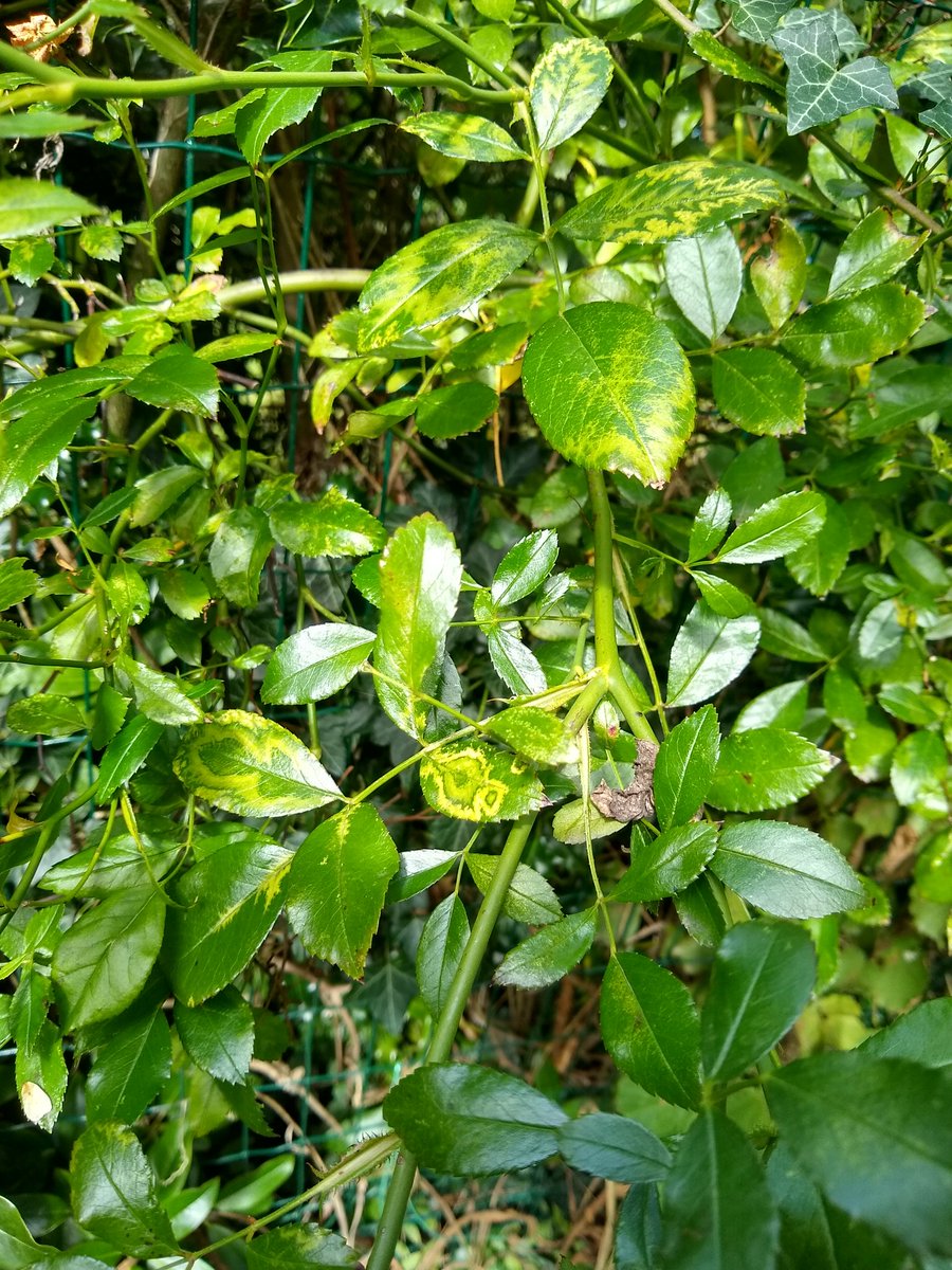 RuthDJackson's tweet photo. Rose mosaic virus in the garden today, looking pretty jazzy 💃🌹#plantpathology https://t.co/ldFWLRFXCx