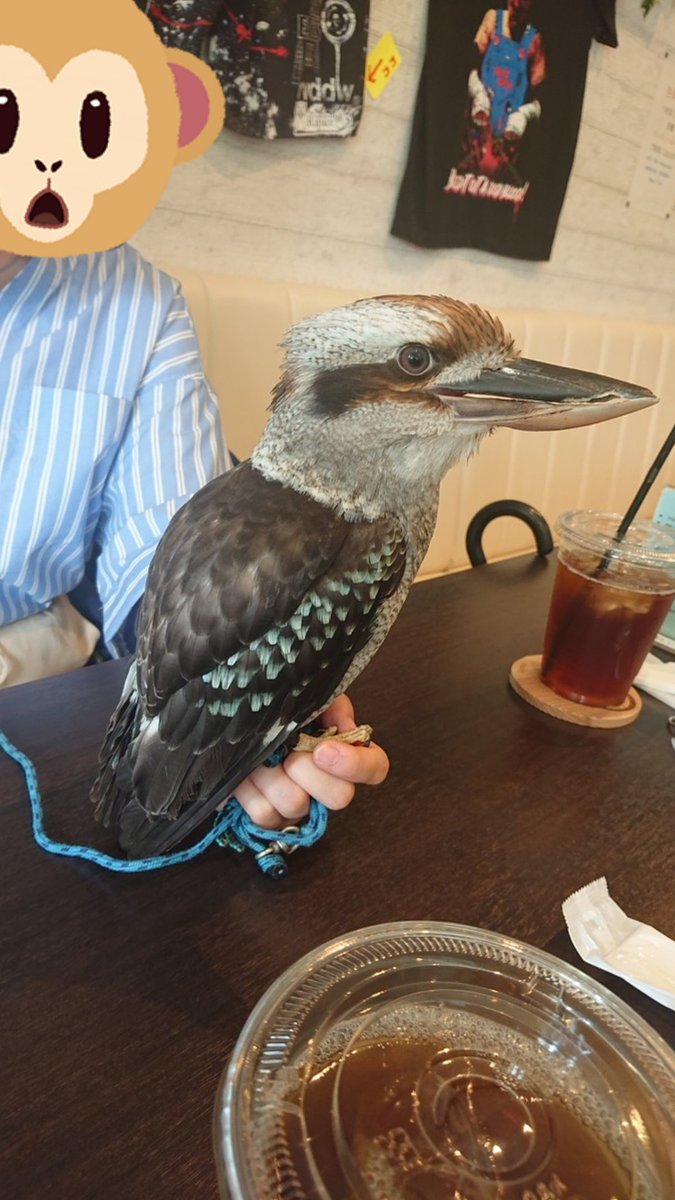 ちっちゃい セキセイインコ迷子 コールダックもいた 可愛い 小さい 可愛い この場所がお気にの定位置入りらしい フクロウの前で休むのアヒル 白い子に触ろうとするとちょっと怒る 可愛い 可愛い 可愛い 夏休み中に井の頭公園でもコール