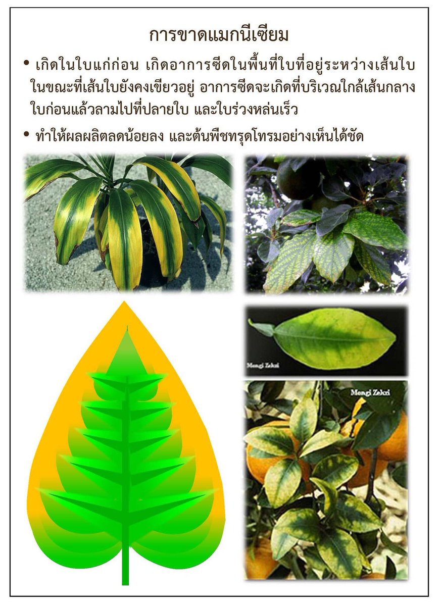 อาการขาดธาตุ Mg , S , B , Cucr. ศูนย์วิจัยพืชสวนจันทบุรี (คุณปิยะมาศ โสมภีร์ )