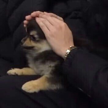"Taehyung's happiest when he's with yeontan"- hoseok