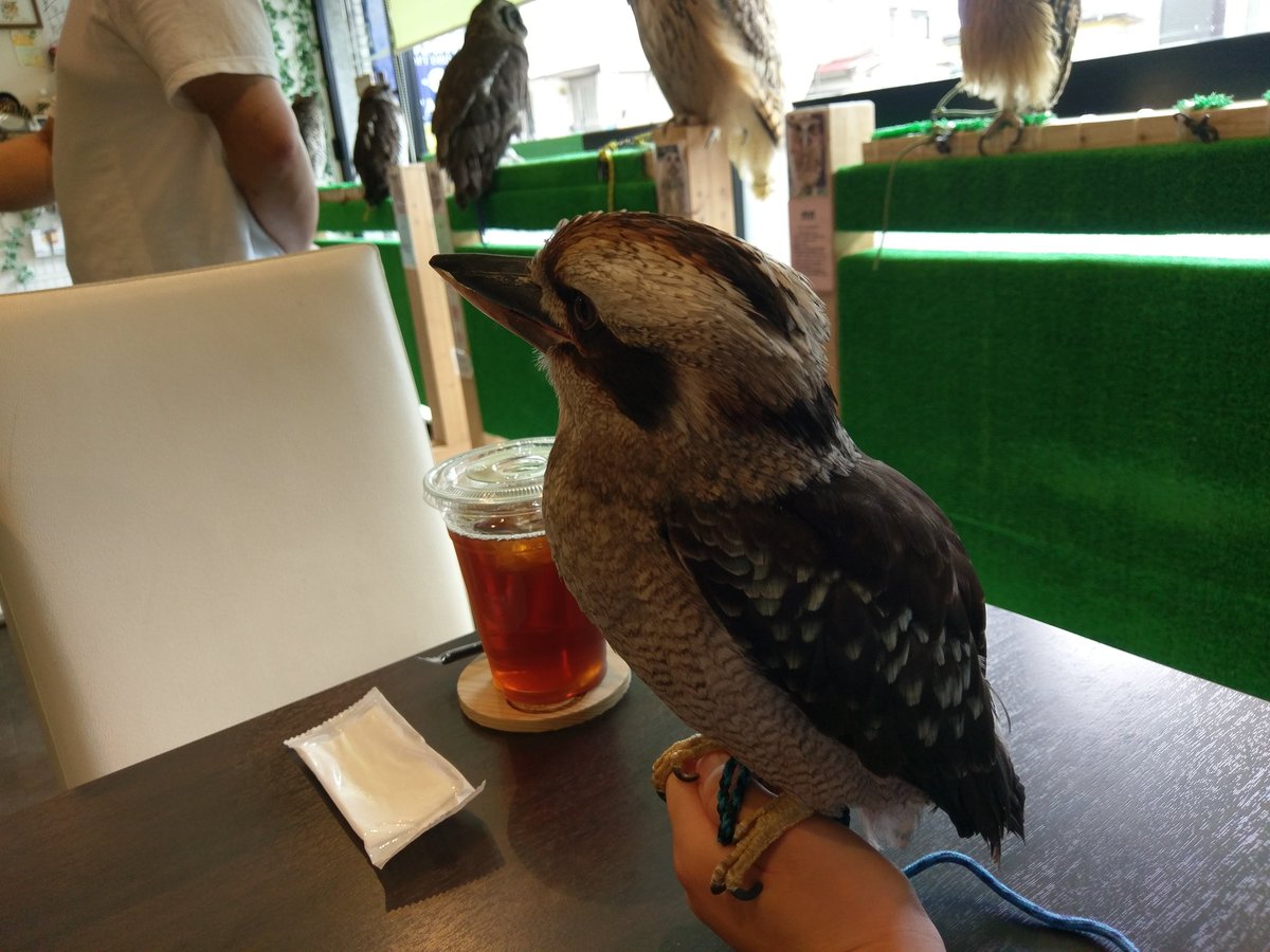 ちっちゃい セキセイインコ迷子 コールダックもいた 可愛い 小さい 可愛い この場所がお気にの定位置入りらしい フクロウの前で休むのアヒル 白い子に触ろうとするとちょっと怒る 可愛い 可愛い 可愛い 夏休み中に井の頭公園でもコール