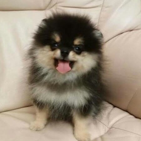 YOU ARE OBLIGED TO OPEN THIS THREAD FOR YEONTAN !!!!!!!
