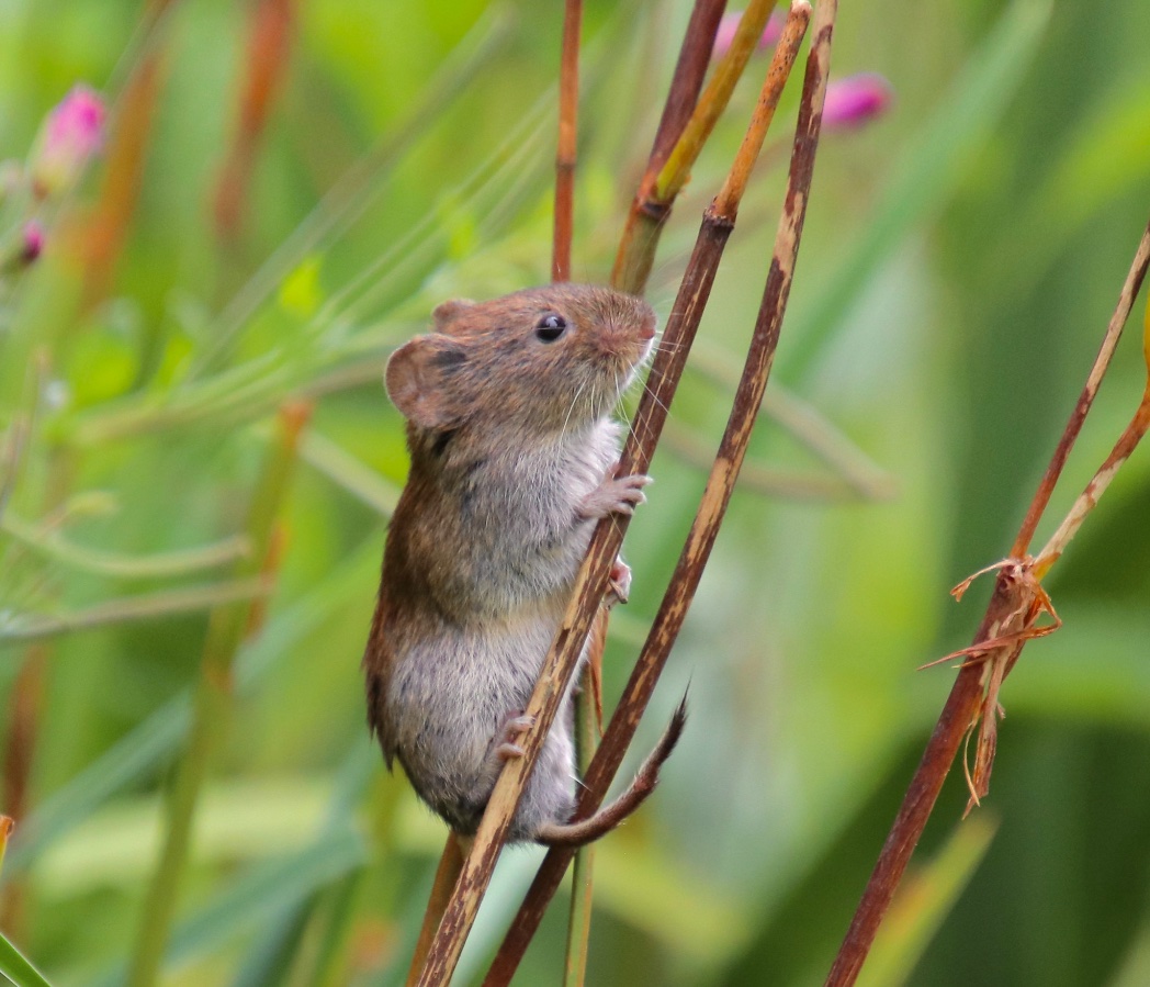 victorthevole's tweet photo. @The_PhotoBattle @DebSandidge #TPC2020
Small mammals https://t.co/yheRcSjgzK