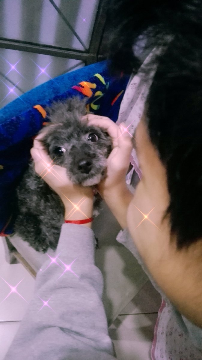 pinkIpurpleyou's tweet photo. Mí hermano ,mí perrita Alma y yo también queríamos participar en el cumpleaños de Tannie , sabemos que Taehyung está hoy de cumpleaños y yo también porque hoy es mí cumpleaños 💜💜💜💜🐶
#YeontanSelcaDay
#3YearsWithYeontan
#RockstarTannie
@BTS_twt https://t.co/HBazPZ0Srf