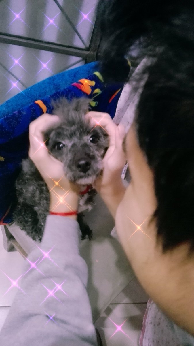 pinkIpurpleyou's tweet photo. Mí hermano ,mí perrita Alma y yo también queríamos participar en el cumpleaños de Tannie , sabemos que Taehyung está hoy de cumpleaños y yo también porque hoy es mí cumpleaños 💜💜💜💜🐶
#YeontanSelcaDay
#3YearsWithYeontan
#RockstarTannie
@BTS_twt https://t.co/HBazPZ0Srf