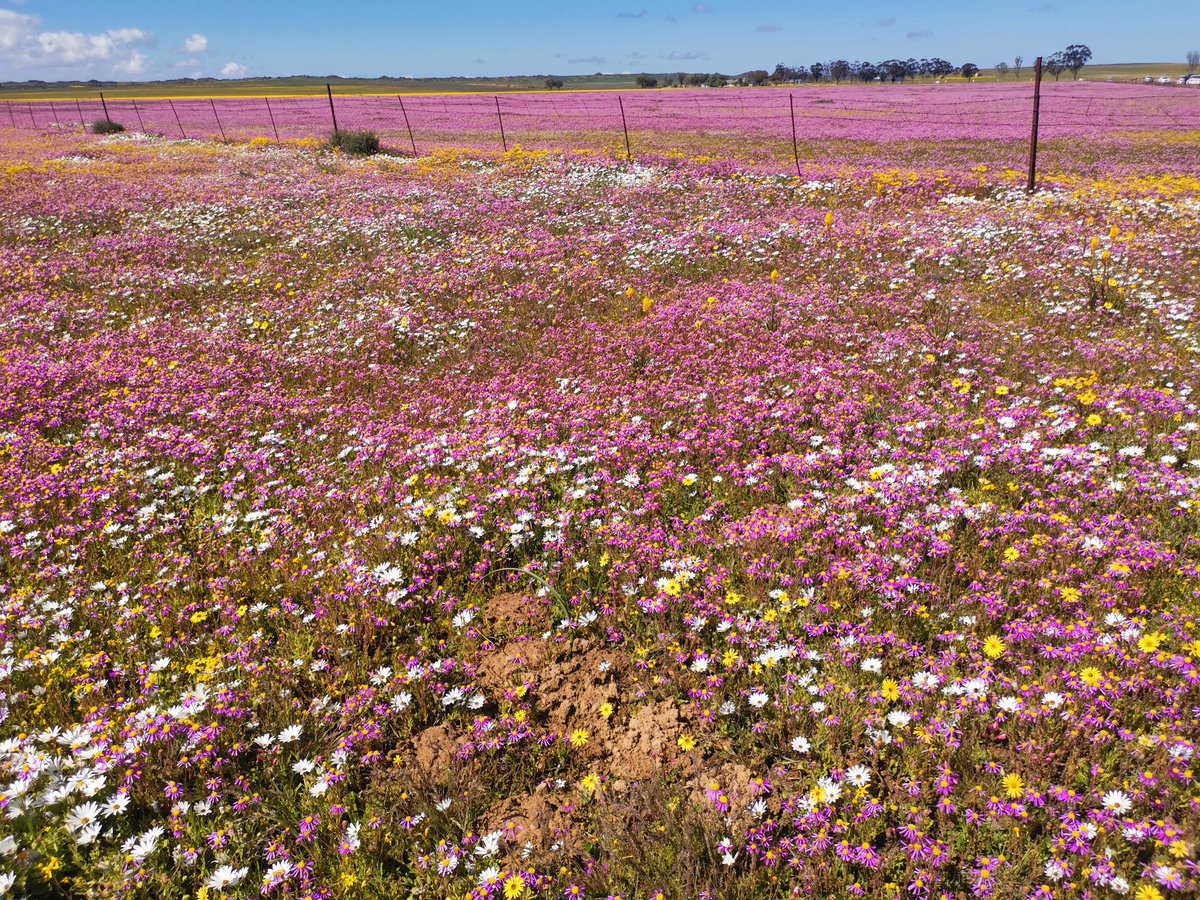 Nieuwoudtville earlier today