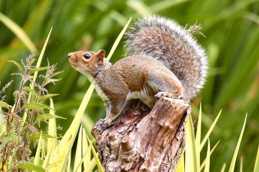 victorthevole's tweet photo. @The_PhotoBattle @DebSandidge #tpc2020
Small mammals
Squirrel in my garden https://t.co/cpMi20xebC