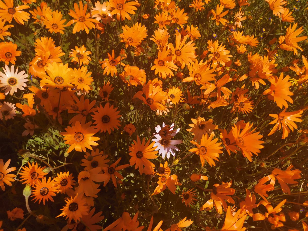 Nieuwoudtville earlier today