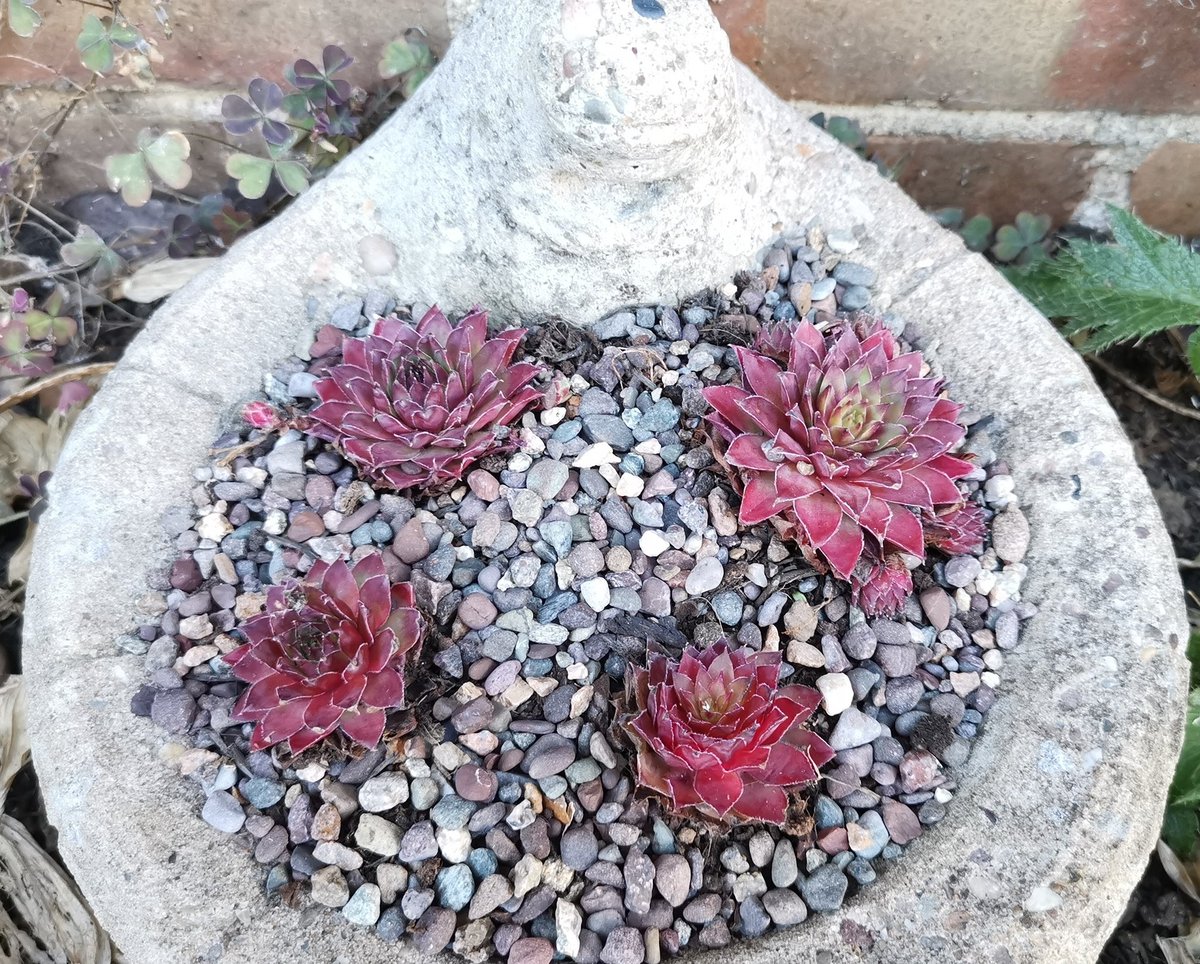 littlevioletsUK's tweet photo. @silverpebble @ChrisGPackham @MeganMcCubbin @SIBirdClub Oooh interesting... I've recently acquired my first sempervivums... Newbie succulenteer 🤣 https://t.co/BGFTl4avTi