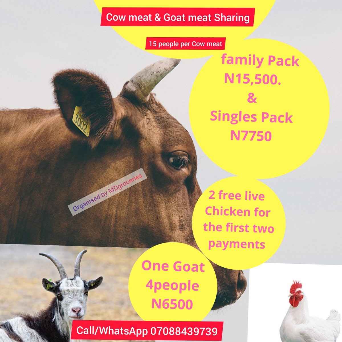 mdgroceries's tweet photo. Free two (2) Live Chicken that weighs above 3kg for the first and second person to join our weekly cow meat sharing.
#mdgroceries
#cowmeatsharing
#phtwittercommunity
#bbnaijalockdown2020
#BigBrotherNaija https://t.co/6qqUlazugl
