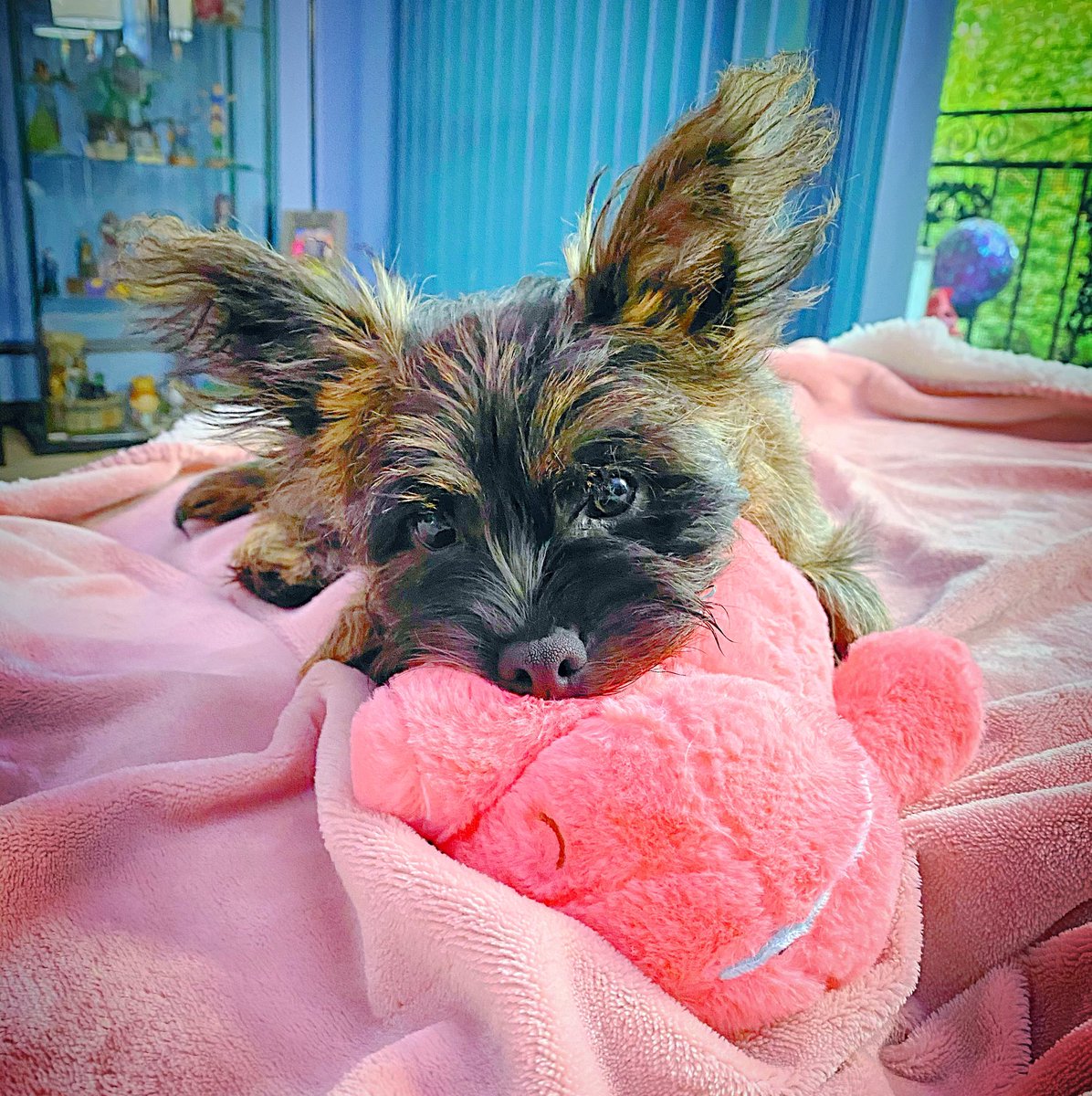 Toys all the time! #cairnterrier #Toto #wizardofoz